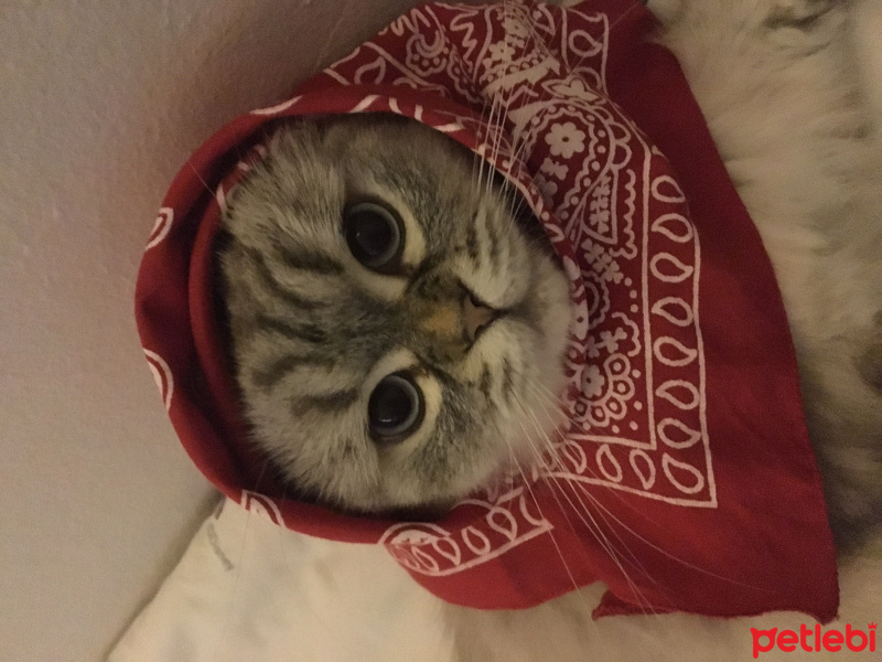 British Shorthair, Kedi  Bihter fotoğrafı