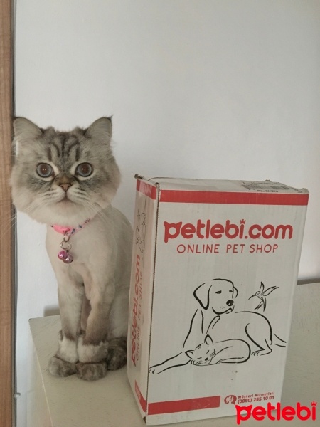 British Shorthair, Kedi  Bihter fotoğrafı