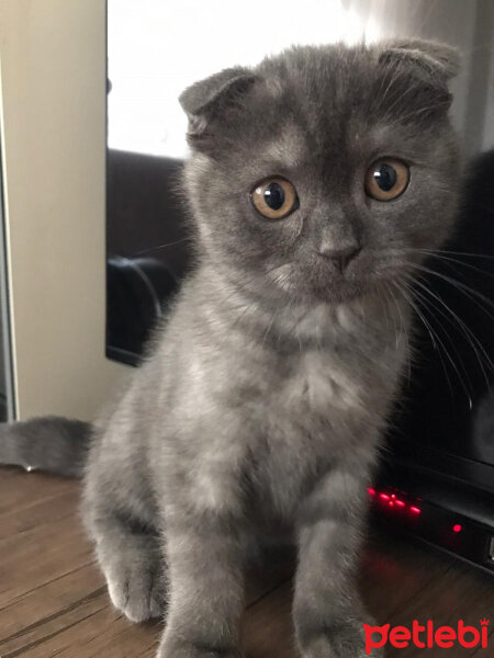 Scottish Fold, Kedi  Duman fotoğrafı