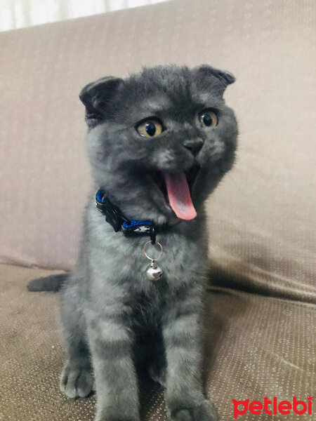 Scottish Fold, Kedi  Duman fotoğrafı