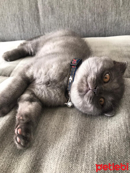 Scottish Fold, Kedi  Duman fotoğrafı