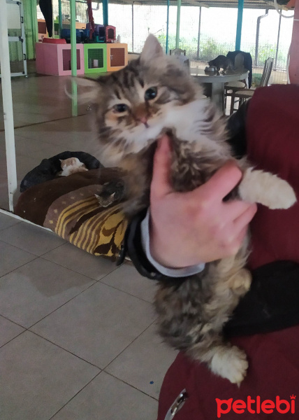 Tekir Kedi, Kedi  Karamel fotoğrafı
