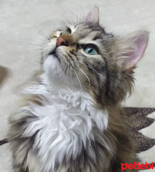 Tekir Kedi, Kedi  Karamel fotoğrafı
