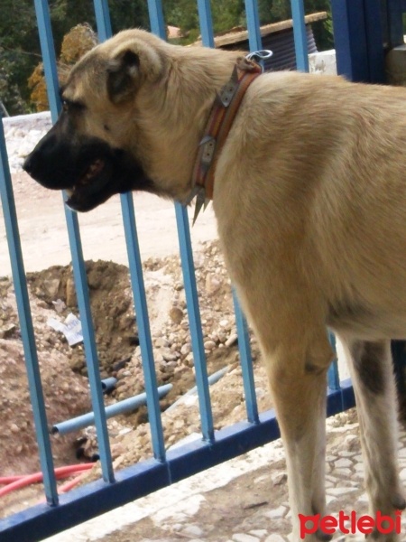Kangal, Köpek  DUMAN fotoğrafı
