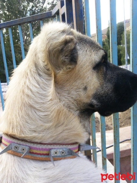 Kangal, Köpek  DUMAN fotoğrafı