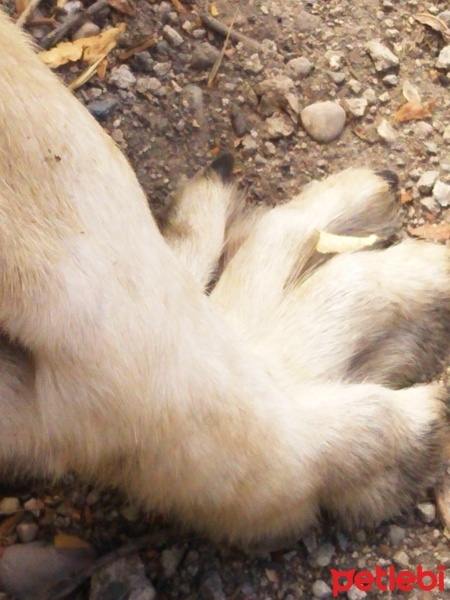 Kangal, Köpek  DUMAN fotoğrafı