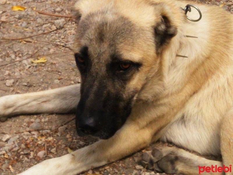 Kangal, Köpek  DUMAN fotoğrafı