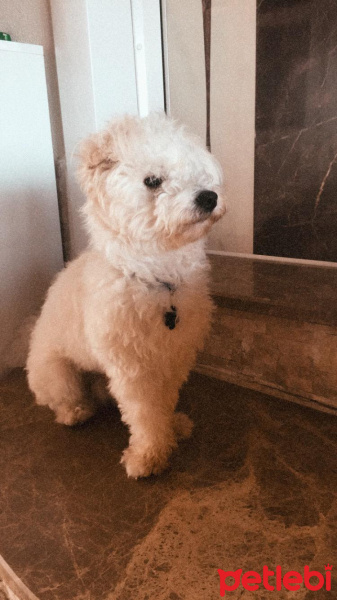 Maltese, Köpek  Paşa fotoğrafı