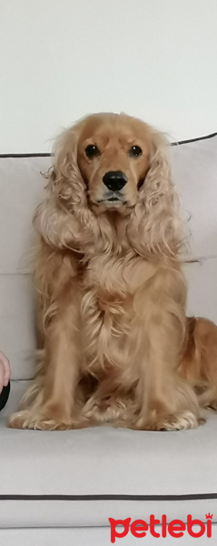 İngiliz Cocker Spaniel, Köpek  Luca fotoğrafı
