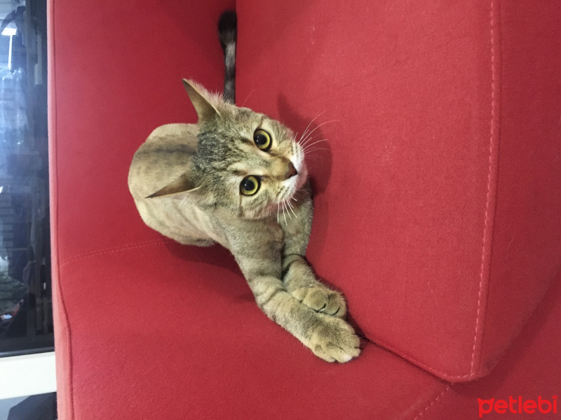 Tekir Kedi, Kedi  İrmik fotoğrafı