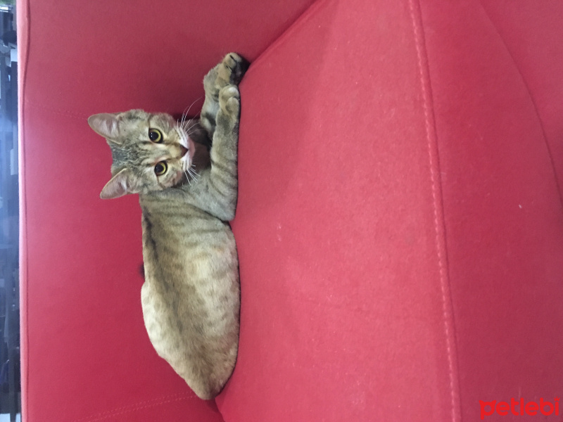 Tekir Kedi, Kedi  İrmik fotoğrafı