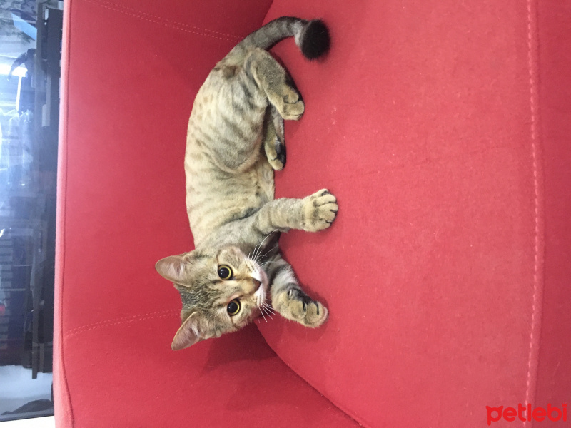 Tekir Kedi, Kedi  İrmik fotoğrafı