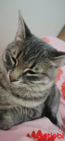 Tekir Kedi, Kedi  Miyavse fotoğrafı