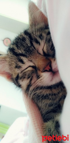 Tekir Kedi, Kedi  Merkür fotoğrafı