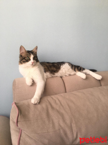 Tekir Kedi, Kedi  Bambi fotoğrafı