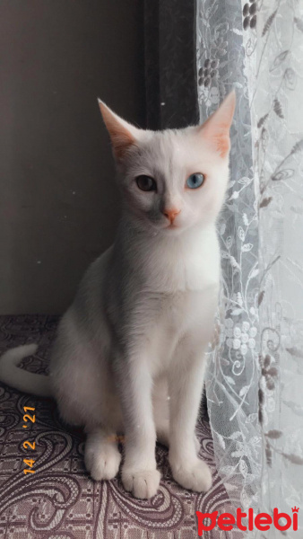 Van Kedisi, Kedi  mavi fotoğrafı