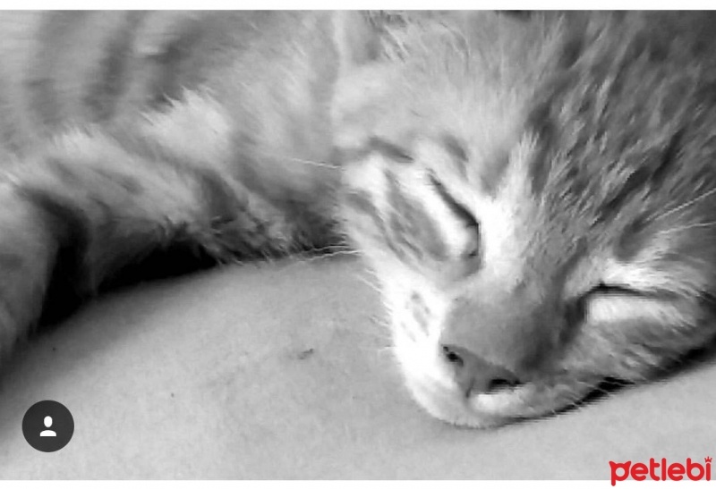 Tekir Kedi, Kedi  viski fotoğrafı