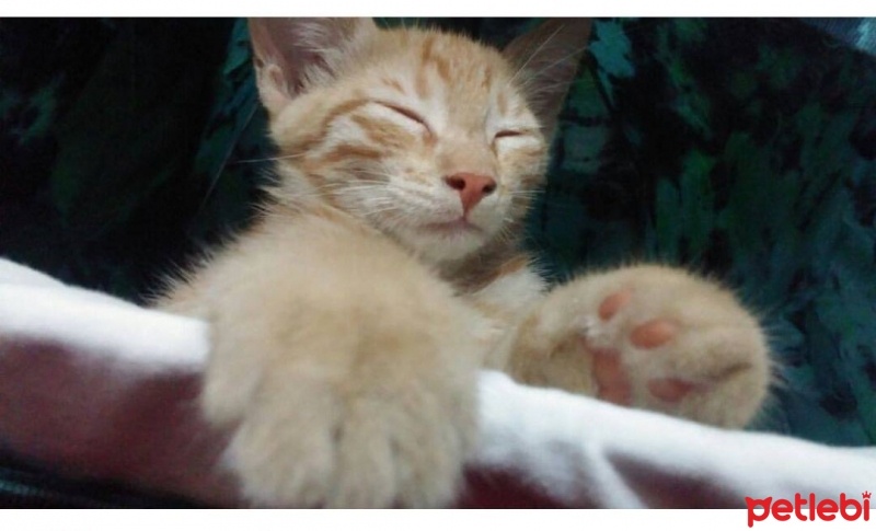 Tekir Kedi, Kedi  viski fotoğrafı