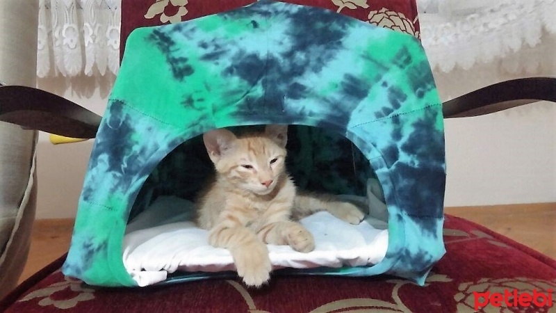 Tekir Kedi, Kedi  viski fotoğrafı