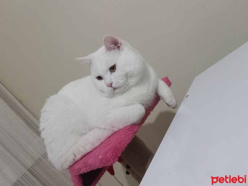 British Shorthair, Kedi  Gölge fotoğrafı