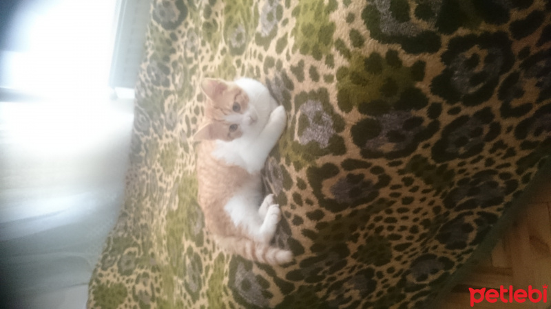 Tekir Kedi, Kedi  Tarçın fotoğrafı
