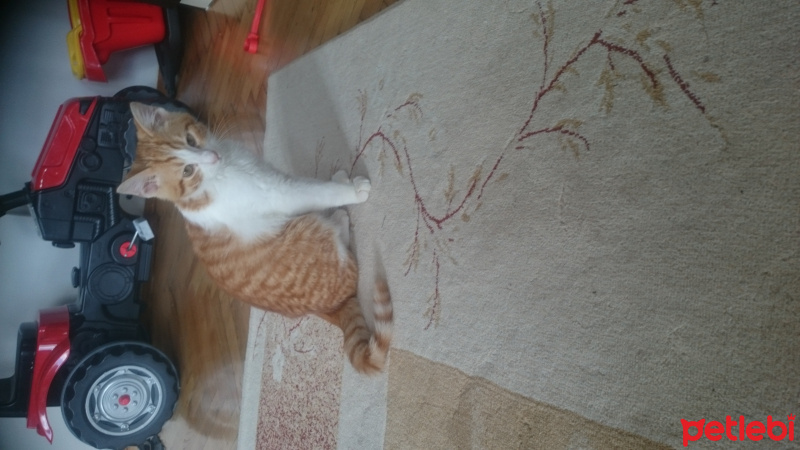 Tekir Kedi, Kedi  Tarçın fotoğrafı