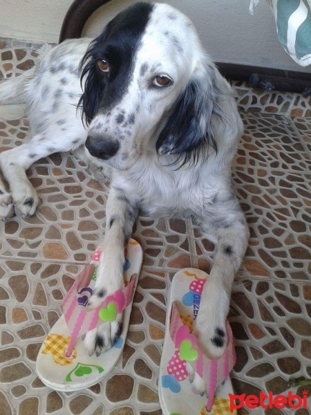 İngiliz Setter, Köpek  lady fotoğrafı