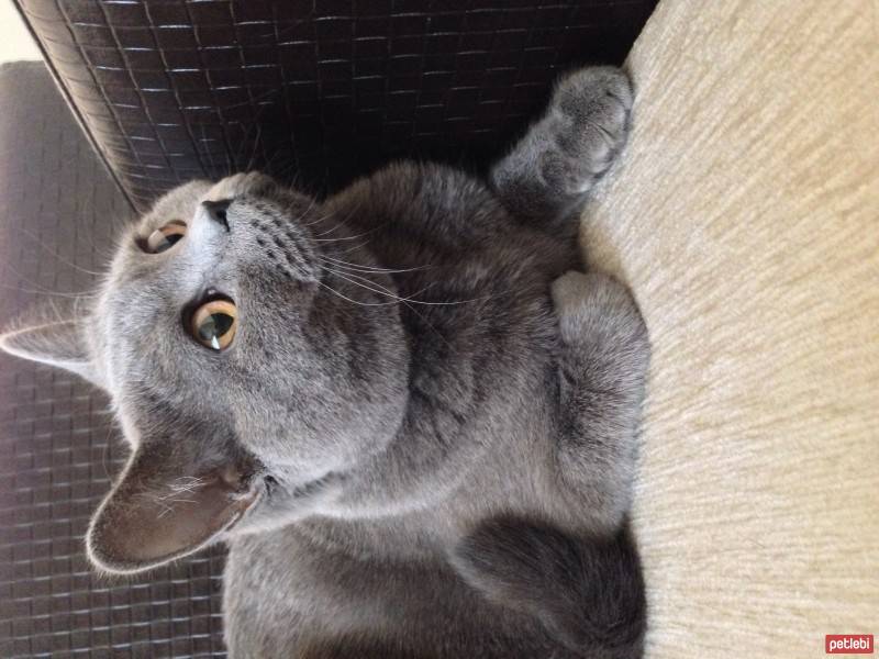 British Shorthair, Kedi  Misty fotoğrafı