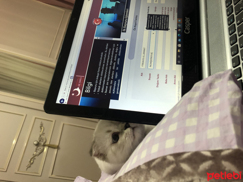 Scottish Fold, Kedi  Miyu fotoğrafı