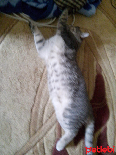 Tekir Kedi, Kedi  KÖPÜK fotoğrafı