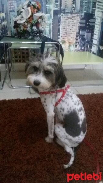 Wirehaired Pointing Griffon, Köpek  Papi fotoğrafı