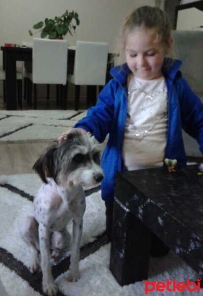 Wirehaired Pointing Griffon, Köpek  Papi fotoğrafı