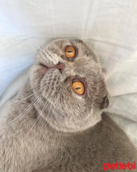 Scottish Fold, Kedi  Behlül fotoğrafı