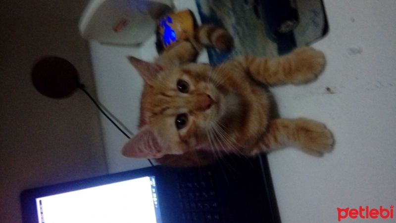 Soke, Kedi  Fındık fotoğrafı