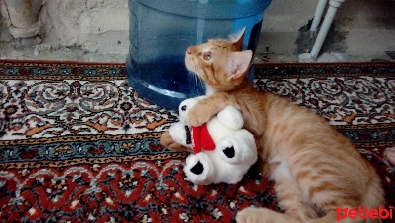 Soke, Kedi  Fındık fotoğrafı