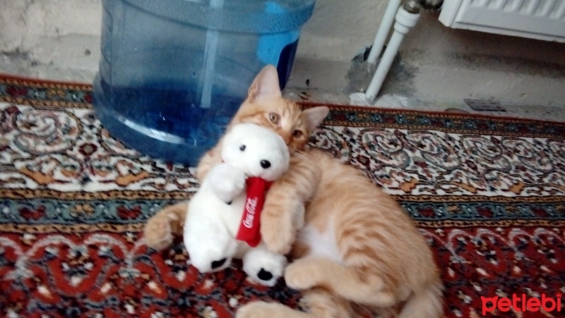 Soke, Kedi  Fındık fotoğrafı