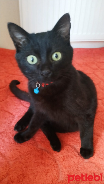 Tekir Kedi, Kedi  Zeytin fotoğrafı