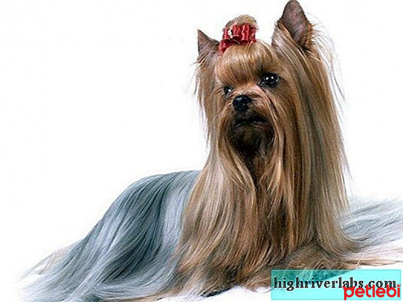 Yorkshire Terrier, Köpek  mantı fotoğrafı