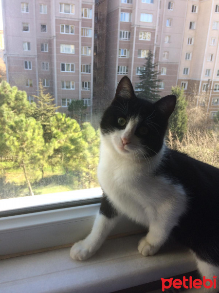 Tuxedo (Smokin) Kedi, Kedi  Pascal fotoğrafı