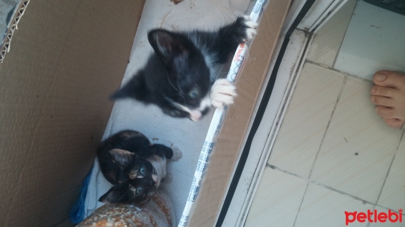 Tekir Kedi, Kedi  Tom ve Jerry fotoğrafı