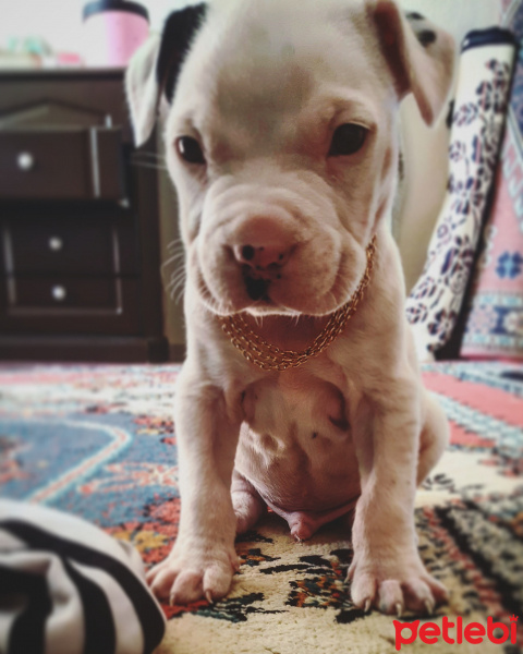 Amerikan Pitbull Terrier, Köpek  Patron fotoğrafı