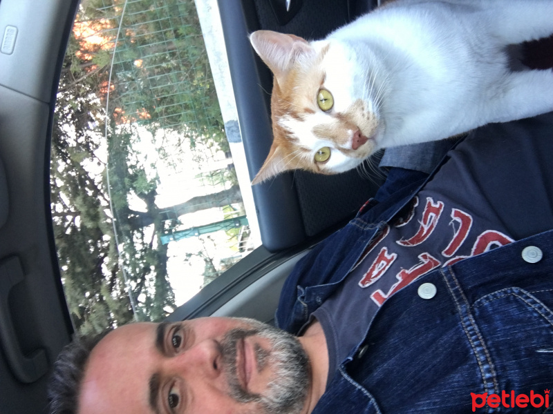 Tekir Kedi, Kedi  Albus fotoğrafı
