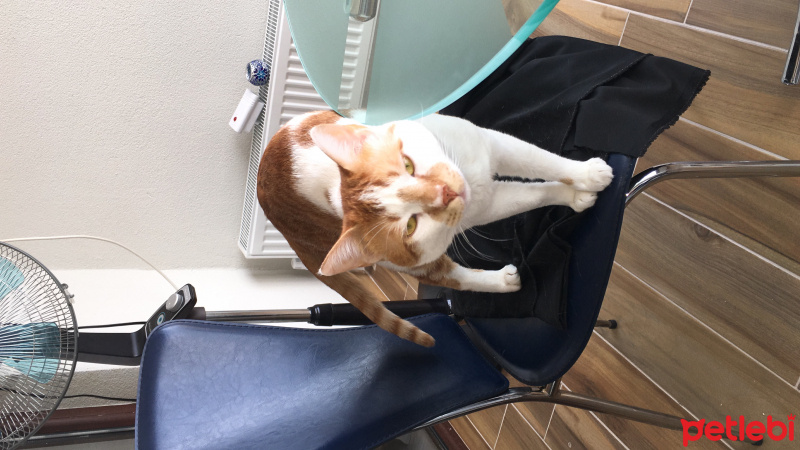 Tekir Kedi, Kedi  Albus fotoğrafı