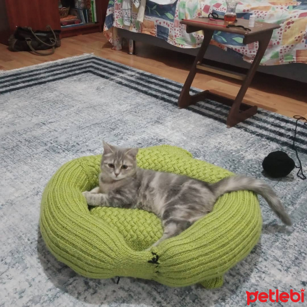 British Shorthair, Kedi  MAYA fotoğrafı