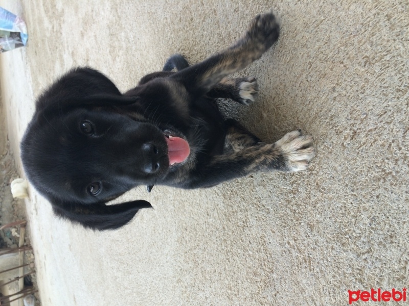 Golden Retriever, Köpek  Zeytin fotoğrafı