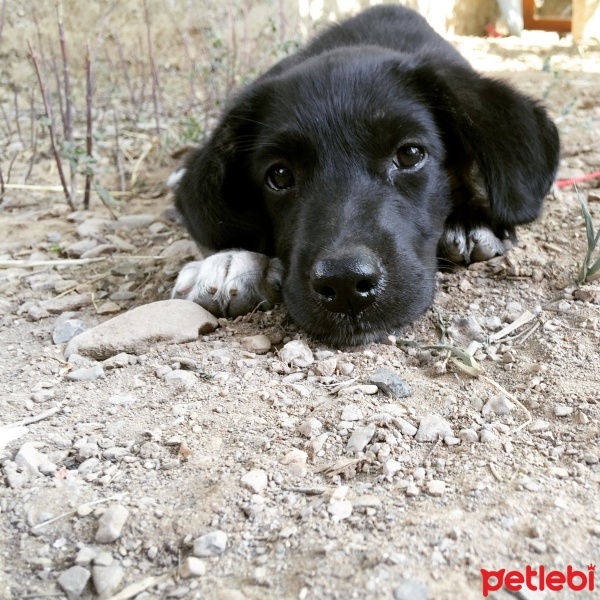 Golden Retriever, Köpek  Zeytin fotoğrafı