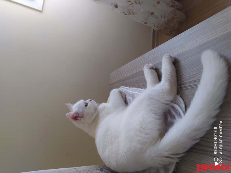 British Shorthair, Kedi  HAYDAR fotoğrafı