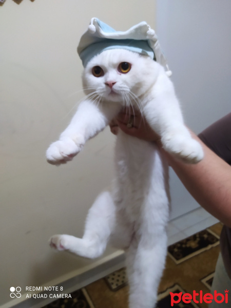 British Shorthair, Kedi  HAYDAR fotoğrafı