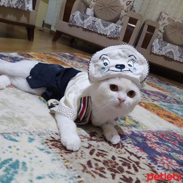 British Shorthair, Kedi  HAYDAR fotoğrafı