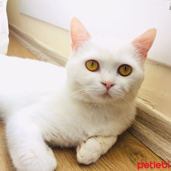 British Shorthair, Kedi  HAYDAR fotoğrafı